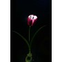 Solar Tulip Garden Stake