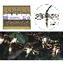 WIRED DRAGONFLIES LONG PIN LED STRING LIGHTS WITH TIMER