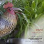 Rustic Metal Rooster with Moving Beak Fountain