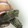 Alpine 9" Tall Tortoise Statue