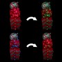 Alpine Corporation Holiday Décor Gifts and "Believe" Ornament Statue with Color Changing LED Lights
